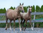 Prachtige en aanhankelijke veulens (arabier/partbred), Dieren en Toebehoren, Paarden, Hengst, Niet van toepassing, Gechipt, 0 tot 2 jaar