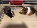 Cavia’s, Dieren en Toebehoren, Knaagdieren, Cavia, Vrouwelijk, November, Tam