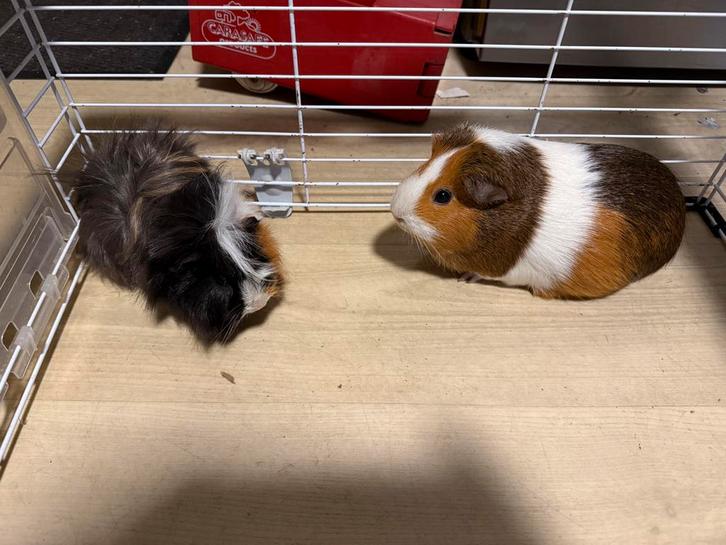 Cavia’s, Dieren en Toebehoren, Knaagdieren, Vrouwelijk, Cavia, November, Tam