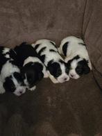 Cavalier king charles spaniel pups,, Dieren en Toebehoren, Honden | Retrievers, Spaniëls en Waterhonden, Rabiës (hondsdolheid)