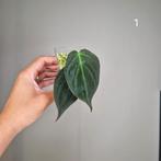 Philodendron Micans, Overige soorten, Minder dan 100 cm, Groene kamerplant, Halfschaduw