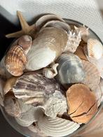 Glazen vaas met schelpen, Ophalen, Overige kleuren, Glas, 50 tot 75 cm