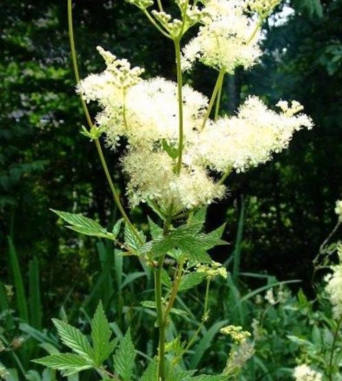 Moerasspirea in potten te koop, Tuin en Terras, Planten | Tuinplanten, Vaste plant, Halfschaduw, Zomer, Ophalen