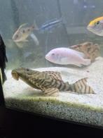 Keeekgroep tiger pleco L397, Dieren en Toebehoren