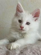 Maine Coon Kitten Creme Silver Shell es 12, Dieren en Toebehoren, Katten en Kittens | Raskatten | Langhaar, Kater, Met stamboom