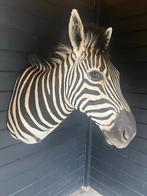 Opgezette zebra. Grote schouder preparaat van een zebra., Ophalen of Verzenden, Nieuw