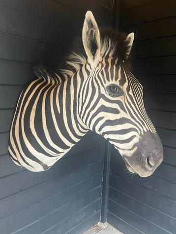 Opgezette zebra. Grote schouder preparaat van een zebra. beschikbaar voor biedingen