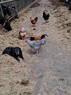 Haan, Dieren en Toebehoren, Pluimvee, Mannelijk, Kip