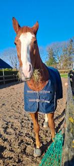 Paardendeken 100 grams, Dieren en Toebehoren, Ophalen of Verzenden, Gebruikt, Deken