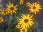 Gele zonnehoed Rudbeckia fulgida 'Goldsturm', Tuin en Terras, Planten | Tuinplanten, Ophalen of Verzenden, Overige soorten, Volle zon