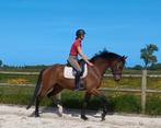 Knappe 7 jarige ruin, Ruin, L, Dressuurpaard, 7 tot 10 jaar