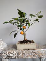 Citrus Bonsai, Tuin en Terras, Planten | Bomen, Bloeit niet, Halfschaduw, Minder dan 100 cm, Overige soorten