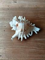 Murex Ramosus Schelp - Prachtige Decoratie, Huis en Inrichting, Ophalen of Verzenden