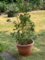 Ilex groene hulst in pot ca 130 cm hoog (gemeten zonder pot), Tuin en Terras, Planten | Bomen, Herfst, Overige soorten, 100 tot 250 cm