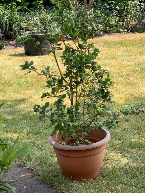 Ilex groene hulst in pot ca 130 cm hoog (gemeten zonder pot), Tuin en Terras, Planten | Bomen, Overige soorten, 100 tot 250 cm