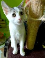 FROU-FROU EN EVA TWEE ONAFSCHEIDELIJKE LIEVE VRIENDINNEN NL, Poes, Kortharig, 0 tot 2 jaar