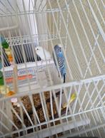 Huis vogel te koop mantje en vrouwtje, Vrouwelijk, Parkiet