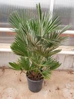 Chamaerops Vulcano palm pot 24, Halfschaduw, Zomer, Ophalen of Verzenden, Overige soorten