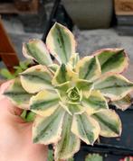 Aeonium sp 'Marnier Lapostolle' stek - België, Ophalen of Verzenden, Halfschaduw, Minder dan 100 cm