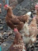 Bruine legkippen, Vrouwelijk, Kip