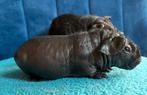 Skinny drager en skinny zwart cavia, Mannelijk, Cavia, Na 1 juli 2024, Tam