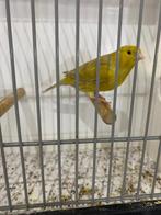 Geel kobalt Isabel kanarie, Dieren en Toebehoren, Vogels | Kanaries, Mannelijk, Kleurkanarie