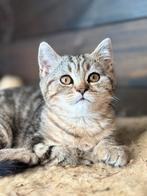 Britse korthaar kittens, Dieren en Toebehoren, Katten en Kittens | Raskatten | Korthaar, Ontwormd