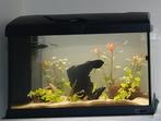 Ciano ferplast 40L, Ophalen, Gebruikt, Leeg aquarium