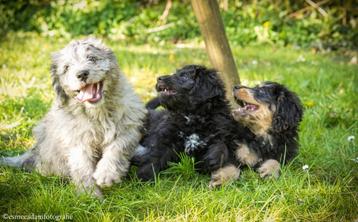 Lieve F1 Bernedoodle verwacht feb/maart 2026 beschikbaar voor biedingen