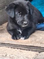 Lieve en mooie pups (Sheprador X Border Aussie), Rabiës (hondsdolheid), 8 tot 15 weken, Meerdere, Meerdere dieren