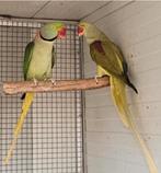 Alexanders en Pionus, Dieren en Toebehoren, Meerdere dieren, Parkiet, Geringd