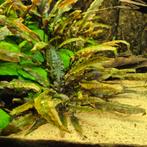 Cryptocoryne 10 stekjes voor €2, Dieren en Toebehoren, Ophalen, Zo goed als nieuw, Plant(en), Steen of Hout