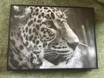 Canvas luipaard/panter, Ophalen of Verzenden, Zo goed als nieuw