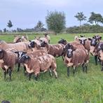 bonte dekrammen zwoeger en scrapie status te koop, Dieren en Toebehoren, Schapen, Geiten en Varkens, Mannelijk, Schaap, 0 tot 2 jaar