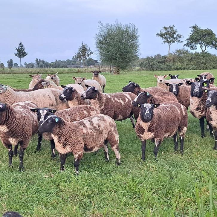 bonte dekrammen zwoeger en scrapie status te koop, Dieren en Toebehoren, Schapen, Geiten en Varkens, Schaap, Mannelijk, 0 tot 2 jaar