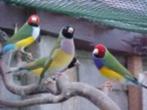 Gouldamadine | Passend advies | Tropische vogels, Dieren en Toebehoren, Vogels | Kanaries, Meerdere dieren, Kleurkanarie