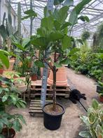 Ficus lyrata / tabaksplant 200/210cm met hele dikke stam, Huis en Inrichting, Ophalen, Ficus, Halfschaduw, 200 cm of meer