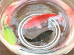 realistisch miniatuur aquarium, Ophalen of Verzenden, Zo goed als nieuw, Decoratie