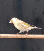 Mayor Putter x kanarie pop., Dieren en Toebehoren, Vogels | Overige Vogels, Vrouwelijk, Wildzangvogel