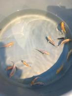 10 voor 10€. Jonge koi karpers te koop, wisselend  3 a 5 cm, Karper of Koi