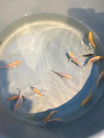 10 voor 10€. Jonge koi karpers te koop, wisselend  3 a 5 cm beschikbaar voor biedingen