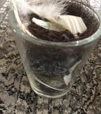 Vaasje gevuld, Gebruikt, Overige kleuren, Ophalen of Verzenden, Glas