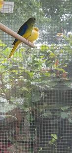 3 turquoisine poppen te koop en 1 man., Vrouwelijk, Tropenvogel