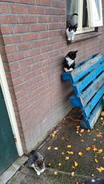 Gezocht goed huis voor onze kittens.  4 maanden oud, Dieren en Toebehoren, Katten en Kittens | Overige Katten, Meerdere dieren