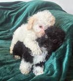 Toypoedel zusjes toy poedel, 15 weken tot 1 jaar, Overige rassen, Teef, Parvo
