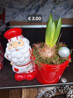 Hyacinth, Ophalen of Verzenden, Halfschaduw, Minder dan 100 cm