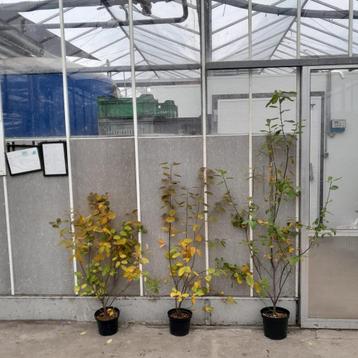 Krentenstruiken in diverse maten | Amelanchier lamarckii beschikbaar voor biedingen