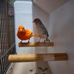 Mooi koppel kanaries, Dieren en Toebehoren, Vogels | Kanaries, Meerdere dieren, Kleurkanarie