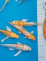 Koi karpers, Dieren en Toebehoren, Karper of Koi