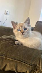 Britse Korthaar/Ragdoll Kruising katertje!, Kater, Ontwormd, 0 tot 2 jaar